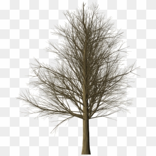 Tree Branches Leafless Isolated Png Image - Albero Senza Foglie Png Clipart