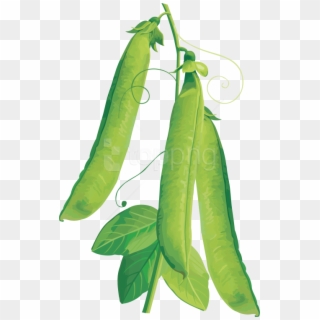 Free Png Pea Png Images Transparent - Vegetables Vector Clipart