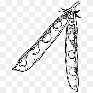 Svg Library Download Pea Pod Big Image Png - Soybeans Black And White Clipart
