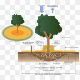 How To Protect Native Trees During Construction - Protection Of Trees During Construction Clipart