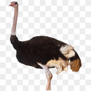 Download Animals Ostrich Png Transparent Images Transparent - Ostrich Png Clipart