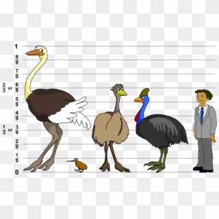 The Ostrich Is The Tallest Bird In The World, Whereas - Turkey Clipart