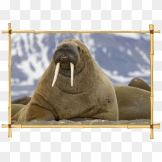 Download Walrus Icon - Walrus In Spanish Clipart