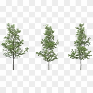 [ Img] - Transparent Background Png Tree Clipart