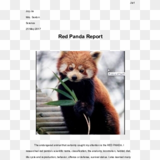 Docx - Physical Characteristics Of Red Panda Clipart