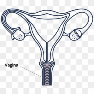 Located Right Below Your Urethral Opening, The Vagina - Drawing Clipart