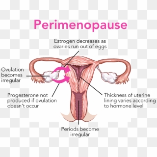 Perimenopause May Last From Few Months To 8-10 Years - Vagina Diagram Not Labelled Clipart