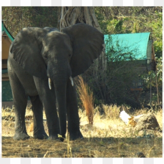 Elephant - Indian Elephant Clipart