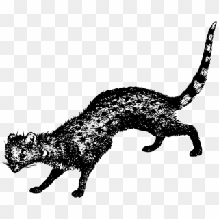 Vector Cats Wild Cat - Civet Clipart