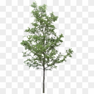 Tree Png Download - Transparent Background Png Tree Clipart