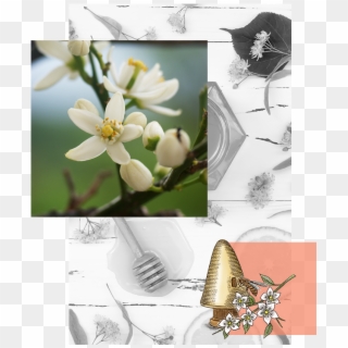 Explore Orange Blossom Honey - Jasmine Clipart