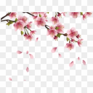 Drawn Cherry Blossom Pastel - Bunga Sakura Vector Png Clipart