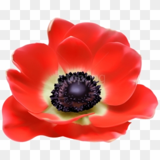 Free Png Download Red Flower Png Images Background - Poppy Flower Transparent Clipart