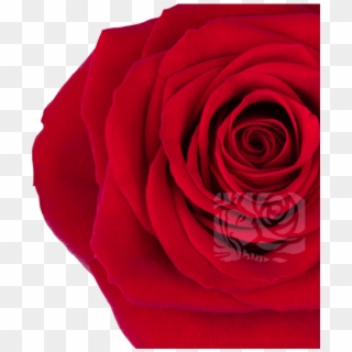 Deep Red Roses - Garden Roses Clipart