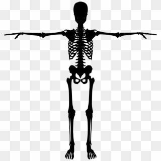 Download Png - Human Skeleton Silhouette Clipart