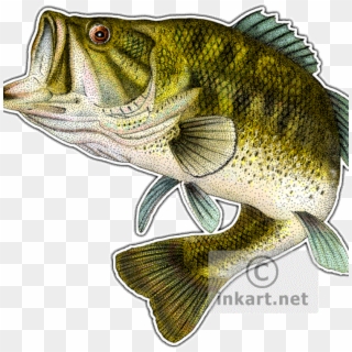 Svg Download Rr Collections - Drawing Bass Fish Clipart