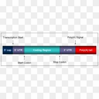 Mature Mrna - Mrna Regions Clipart