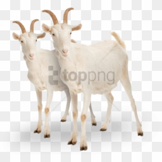 Free Png Goat Png Png Image With Transparent Background - White Goat Clipart