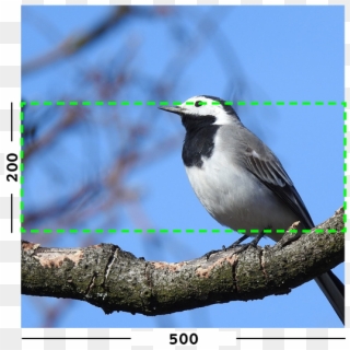 Example Of Min Filter On An Image - Old World Flycatcher Clipart