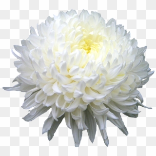Download Chrysanthemum Png Hd - White Chrysanthemum Flower Png Clipart