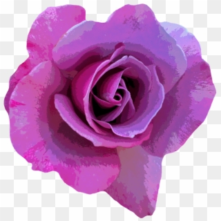Rosa Color Lila Png Clipart