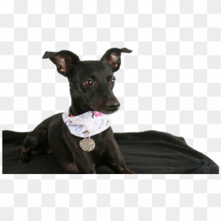 Black Dog Animal Transparent Png Image Pngriver Free - Maly Cierny Pes Clipart