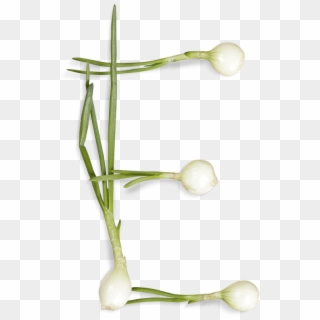 Green Onions Font Letter E - Vegetable Clipart