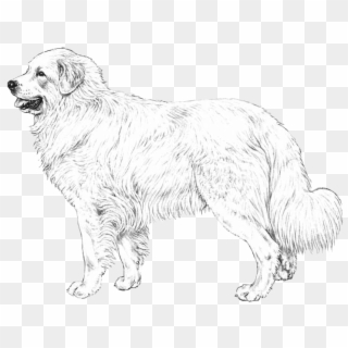 Great Pyrenees - Great Pyrenees Black Background Clipart