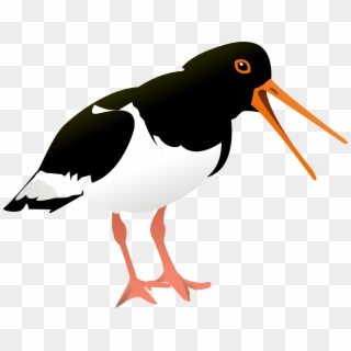 This Free Icons Png Design Of Oyster Catcher - Oystercatcher Clipart Transparent Png