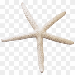 Download Starfish Png Transparent Images Transparent - Starfish Image With Transparent Background Clipart