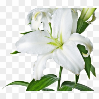 Transparent Background Lily Flower Clipart - Png Download