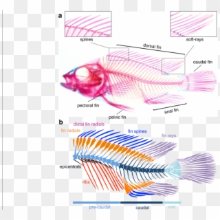 Osteology Of The Axial And Median Fin Skeleton Of A - Median Fin Zebrafish Clipart