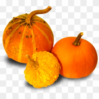 Pumpkins And Gourds Png , Png Download - Pumpkin Clipart