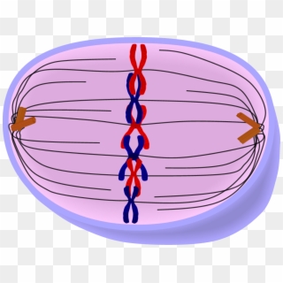 Picture Download Edupic Cell Drawings - Cell Metaphase Clipart