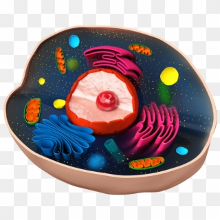 Eukaryotic Cell Png Clipart