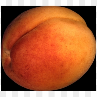 The Peach Is Classified With The Almond In The Subgenus - Peach Clipart