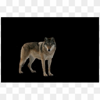 Coyote Clipart