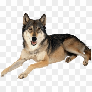 Wolf Png Transparent Images - Big Dog Is Laying Down Clipart