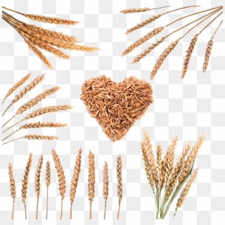 Rice Download Cereal Wheat Grain Image Transprent - Png Rice Grain Clipart
