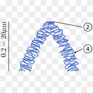Botany Chromosomal Aberrations, Structural Chromosomal - Locus And Allele Definition Clipart