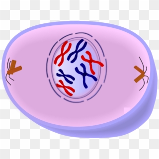 Chromatin Drawing Chromosome Sister Chromatids - Cell In Prophase Clipart