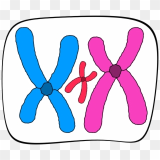 Aims Of This Page - Small Supernumerary Marker Chromosome Clipart