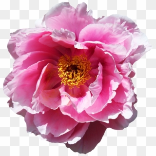Flower Png For Edits Clipart