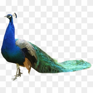 Peacock Png Transparent Image - Peacock Png Clipart