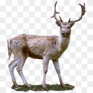 Roe Deer, Antler, Png, Fallow Deer, Wild, Nature - Deer Buck With Transparent Background Clipart