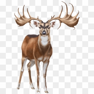 Deer Png Clip Art - Elk Transparent Png