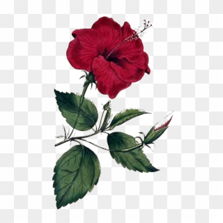 Flower Png Image - Hibiscus Rosa Sinensis Drawing Clipart
