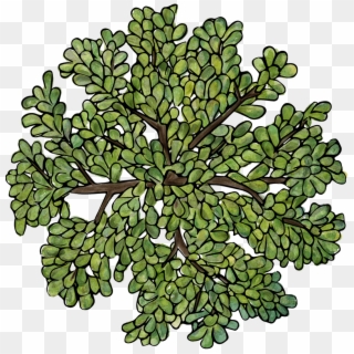 1070 X 1082 5 - Png Top View Tree Clipart