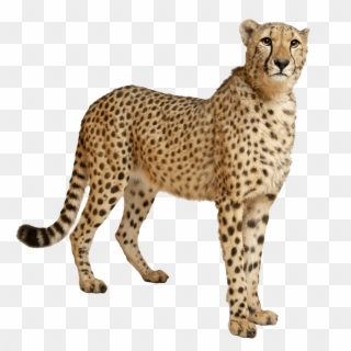 Cheetah Still - Cheetah Transparent Clipart