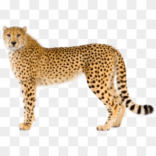 Free Png Download Cheetah Png Images Background Png - Cheetah Png Clipart